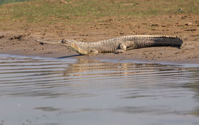 View of crocodile in river