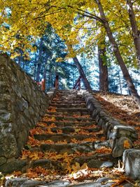 Low angle view of steps amidst trees during autumn