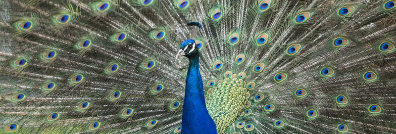 Close-up portrait of peacock