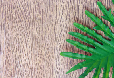 High angle view of leaves on table