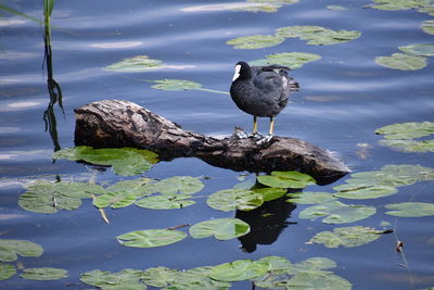 Bird perching on a lake