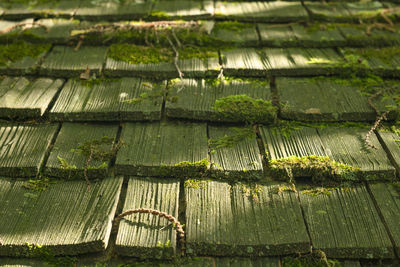 Full frame shot of wet plants in rainy season