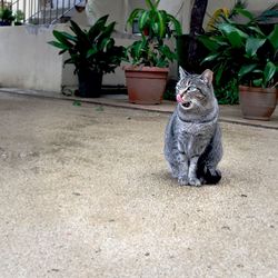 Portrait of cat sitting outdoors