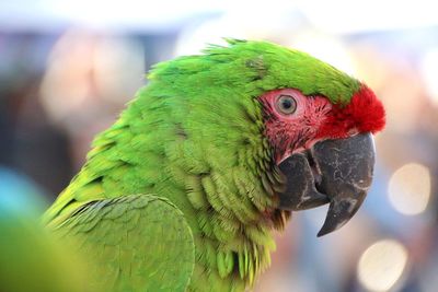 Close-up of parrot