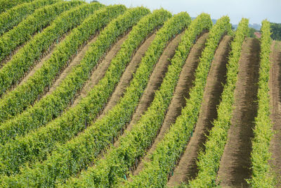 vineyard in