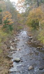 River flowing through forest