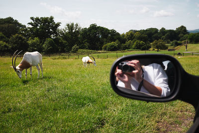 Horses in a field