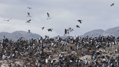 Flock of birds flying in the sky