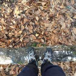 Low section of person standing on tree log