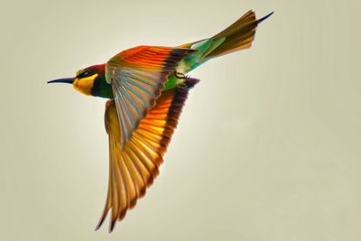 Bird flying over a background