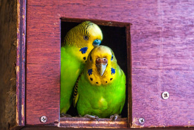 Close-up of parrot in cage