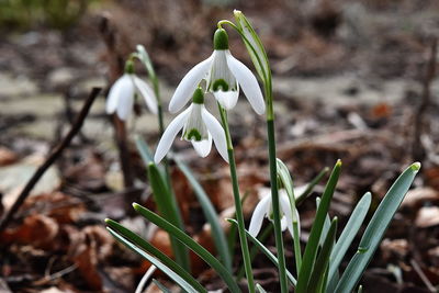 Close-up of white crocus blooming outdoors