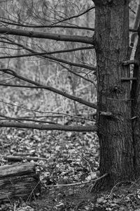 Bare trees in forest