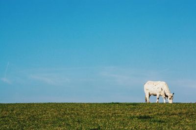 Cows grazing on field against clear blue sky