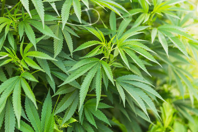 Bright green cannabis or hemp leaves in an outdoor farm in southern oregon, usa.