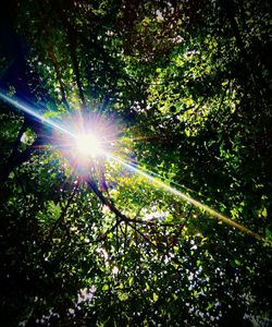 Low angle view of sunlight streaming through trees in forest