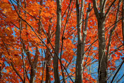 Low angle view of trees during autumn