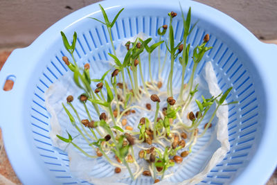 Close up of water spinach sprouts. hydroponic water spinach in vegetable basin.