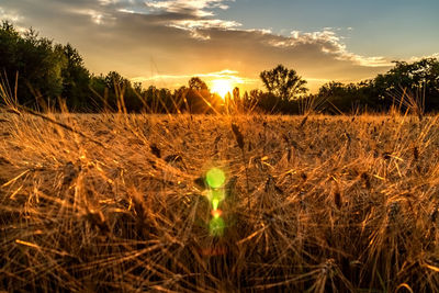 Crops growing on field against sky during sunset