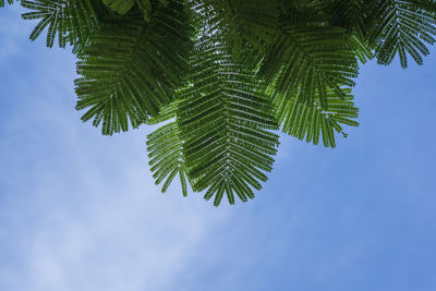 Low angle view of palm tree leaves against blue sky