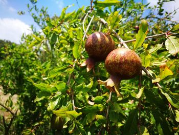 Close-up of fruits growing on tree