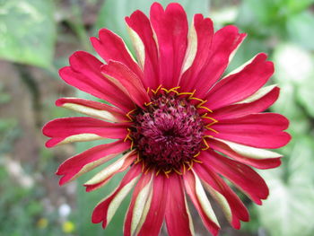 Close-up of pink flower