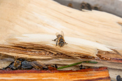 Close-up of grasshopper on wood