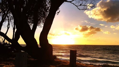 Silhouette trees on beach against sky during sunset