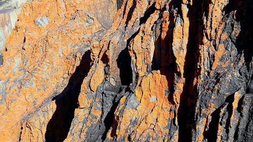 Full frame shot of tree trunk