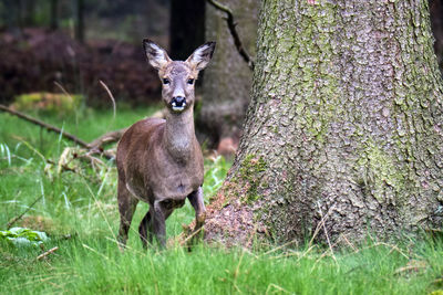 Deer standing on tree trunk