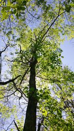 Low angle view of tree