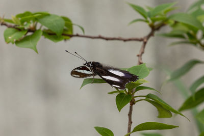 Close-up of butterfly on plant