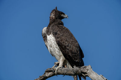 Low angle view of bird perching on branch against clear blue sky