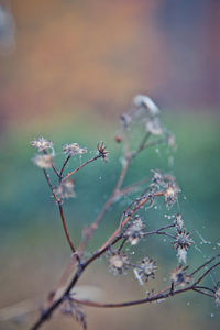 Close-up of flowering plant