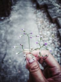 Close-up of hand holding flowers