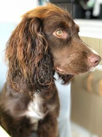 Close-up of dog looking away