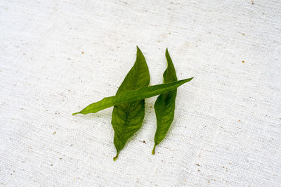 Close-up of leaf