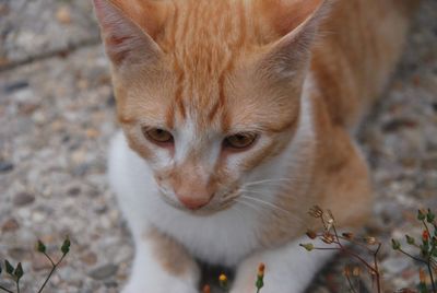 Close-up of a cat