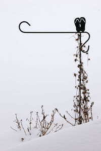 Low angle view of tree against clear sky during winter