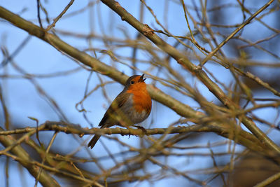 Low angle view of bird perching on branch