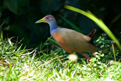 Close-up of bird perching on a field