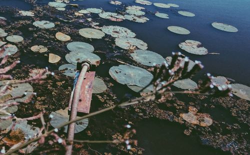 High angle view of leaves floating on water