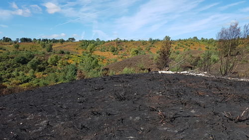 Scenic view of trees on field against sky