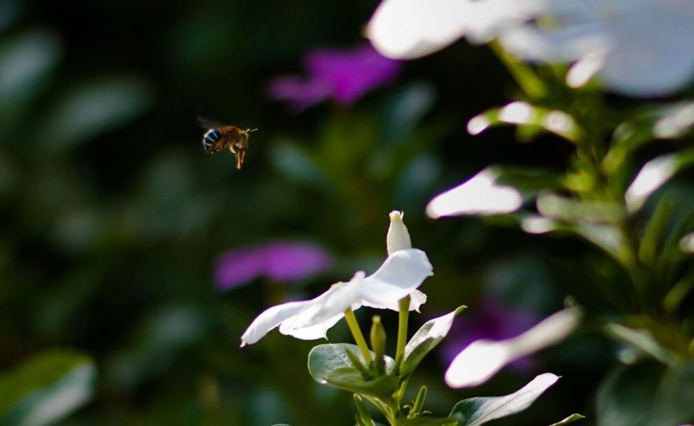 CLOSE-UP OF HONEY BEE ON FLOWER