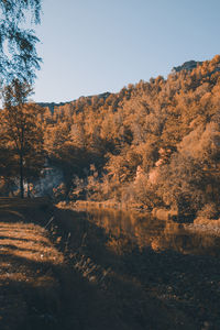 Scenic view of forest against clear sky