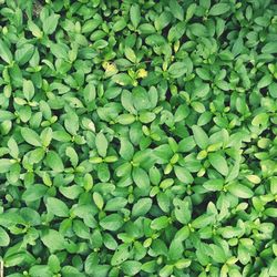 Full frame shot of green leaves