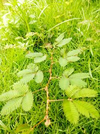 Plants growing on a tree