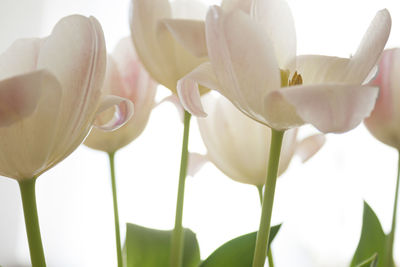 Close-up of white tulips