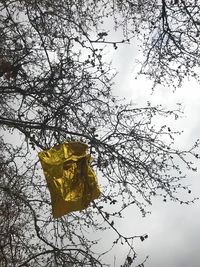 Low angle view of tree against sky