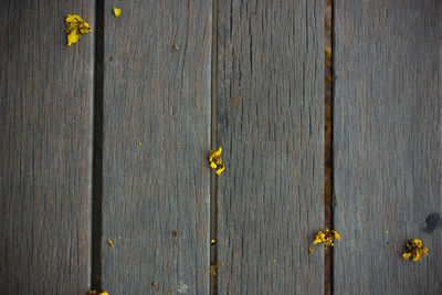 High angle view of yellow flowering plant on wooden plank